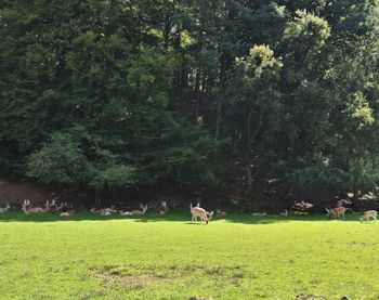 Sheep on field by trees