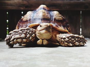 Close up  tortoise