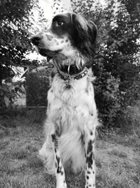 Dog looking away on field