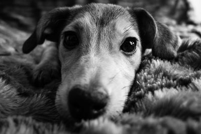 Close-up portrait of a dog