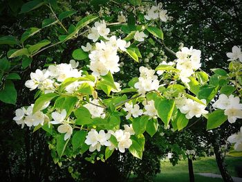 Close-up of white flowers blooming on tree