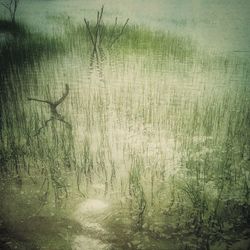 Reflection of trees in water