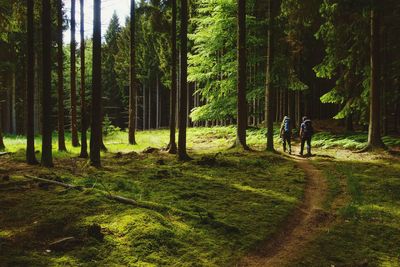 Scenic view of trees in forest