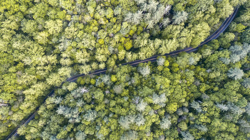 Aerial view of road amidst forest