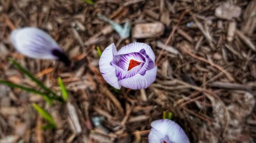 High angle view of purple crocus flowers on field