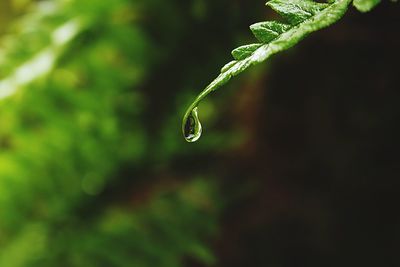 Close-up of raindrops on leaf