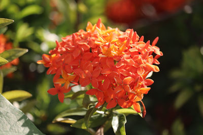 Close-up of red flowering plant