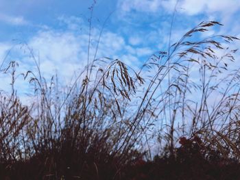 Low angle view of grass against sky