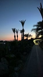 Palm trees at sunset