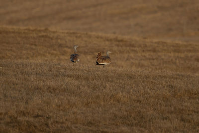 View of birds on land