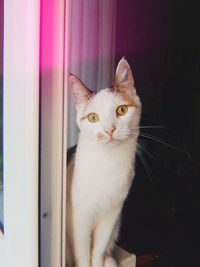 Close-up portrait of cat at window