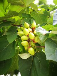 Close-up of fruits on tree