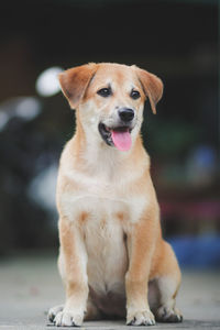 Close-up portrait of a dog