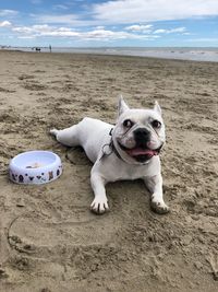 View of a dog on beach