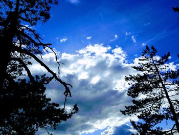 Low angle view of silhouette tree against sky