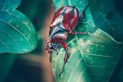 Close-up of insect on leaf