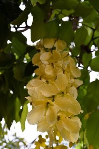 Low angle view of yellow flowers