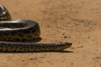 Close-up of snake on sand