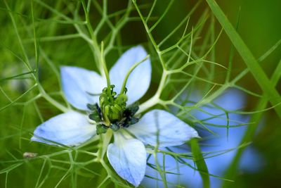 Close-up of flower