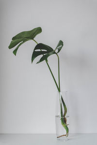 Close-up of plant in vase on table against wall