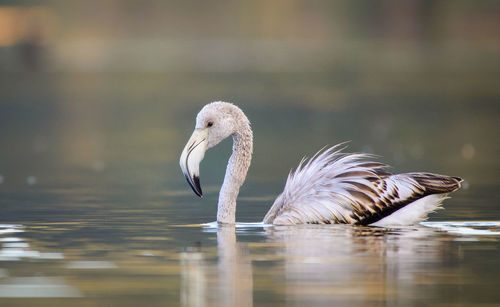 Flamingo swimming in lake