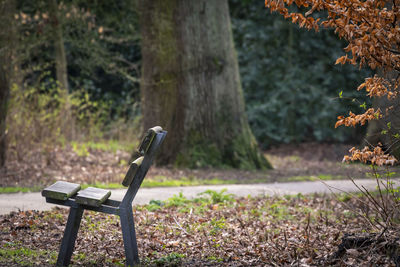 Bird on bench in park