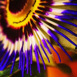 Close-up of flower