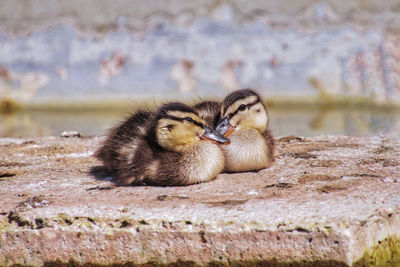 Par de crias em repouso - pair of pups resting.