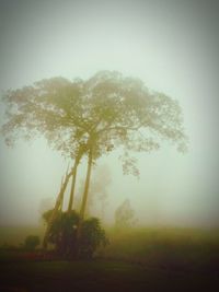 Trees in forest against foggy weather