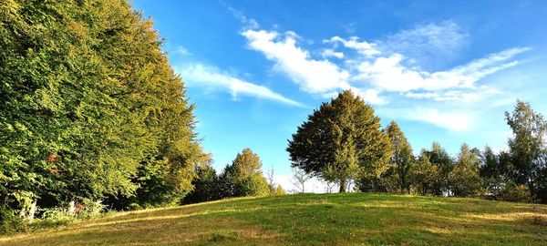 Trees on field against sky
