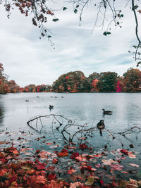 Lake with trees in background