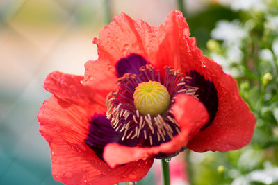 Close-up of red flower