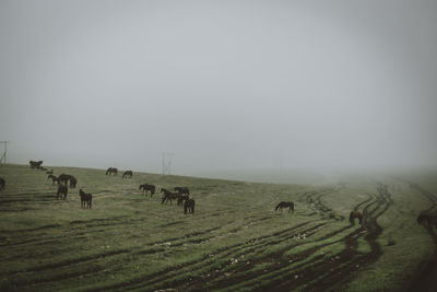 Flock of sheep grazing on field against clear sky