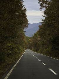 Empty road along trees and plants