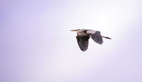 Great blue heron ardea herodias in the marsh at lakes park in fort myers, florida