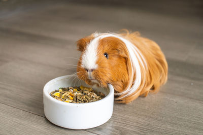 A long-haired guinea pig is sitting indoors on the floor near a plate of food