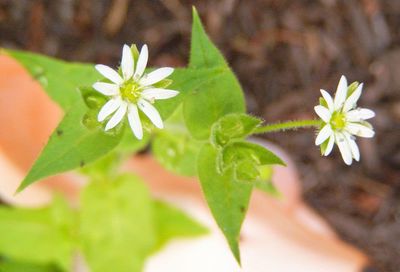 Close-up of white daisy flowers