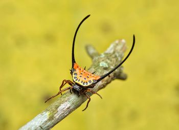 Close-up of insect