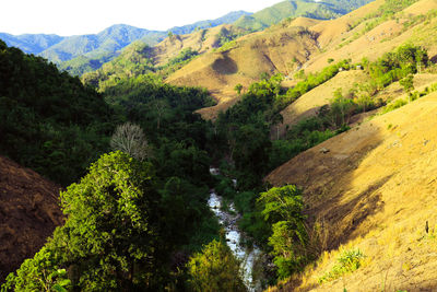 High angle view of trees on mountain