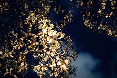 Tree against sky at night