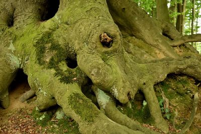 Close-up of lizard on tree trunk in forest