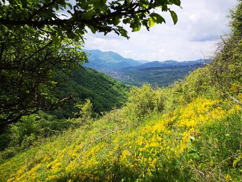 Scenic view of landscape against sky