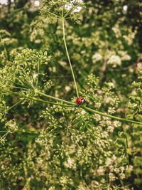 Close-up of insect on plant