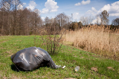 Horse in grass against sky