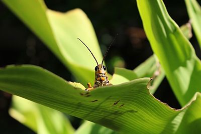 Low angle view of grasshopper on plant during sunny day