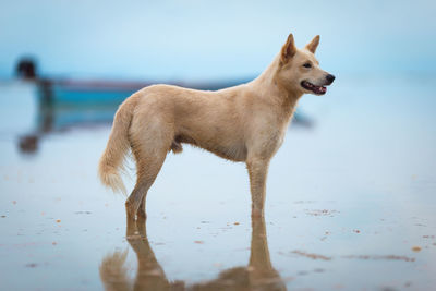 Dog standing on beach