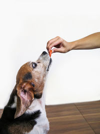 Man feeding dog at home