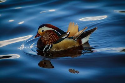 Mandarin duck swimming on lake