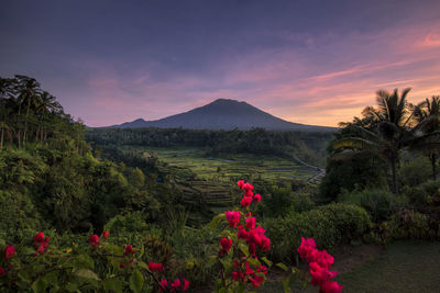 Scenic view of pink and mountains against sky during sunset