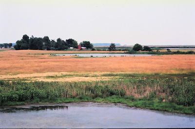 View of trees on field